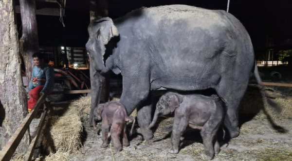 Miracle Birth: Rare Elephant Twins Thriving