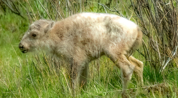 White Bison Calf Born In Yellowstone, Sparking Hope And Awe