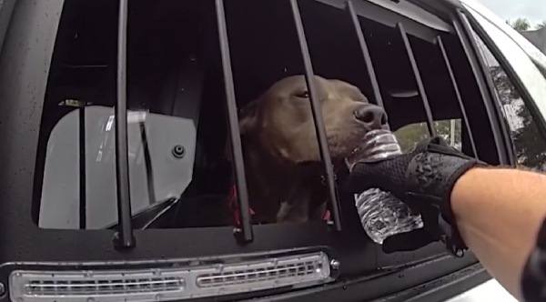 Florida Police Officer Saves Dog Trapped In Hot Car