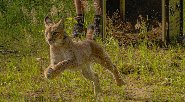 Determined Young Lynx Wins Freedom From German Zoo