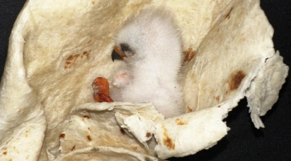 Texas Family's Quick Thinking With A Warm Tortilla Saves Baby Bird