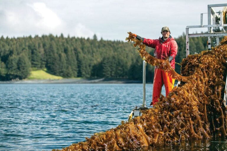 US Commerce Department Invests $3.1M in Alaska's Kenai Peninsula Mariculture