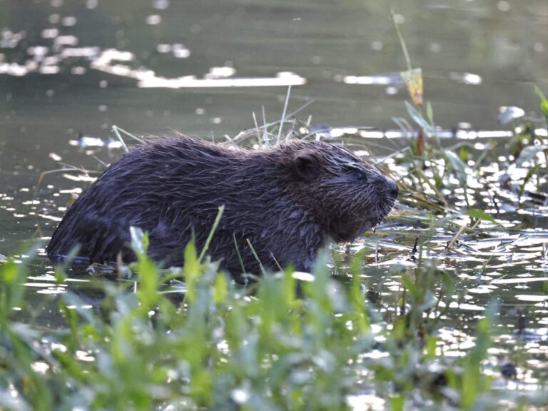 Baby beavers born in urban London for the first time in over 400 years - Positive News