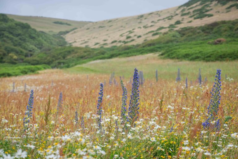 Wildflower meadows’ first bloom wows in north Devon - Positive News