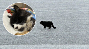 Blind 20-Year-Old Cat Saved From Icy Lake Just In Time