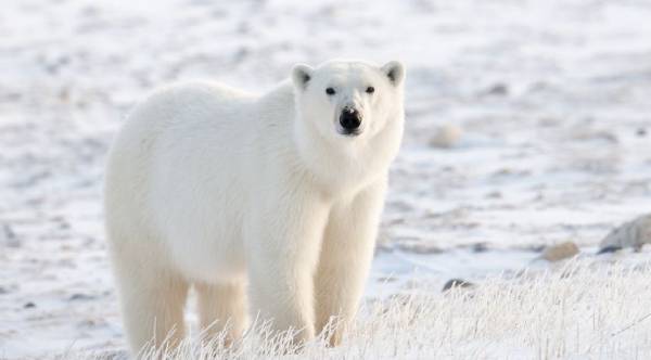 Man Jumps On Polar Bear To Save His Wife -- And Lives To Tell The Tale