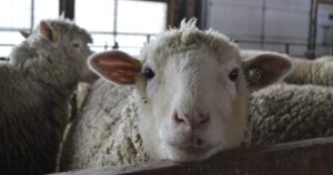 A University of Michigan campus farm employee is planting food.