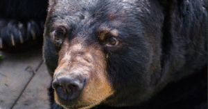 Beloved Bear Hollow Zoo Resident DJ Euthanized Due to Health - Common Good News Bear Hollow Zoo’s DJ the Bear passes away at 22