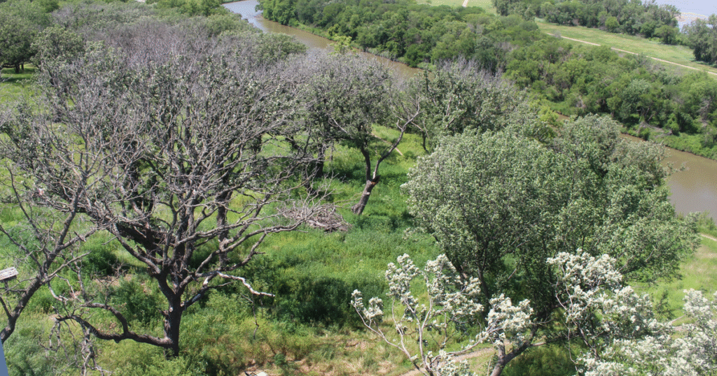Eastern Nebraska’s bur oak trees, known as the ‘King of the Great Plains,’ dying due to widespread drought