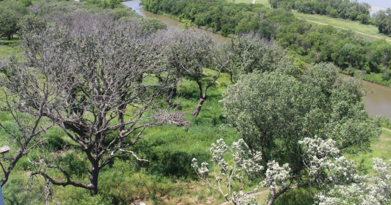 Eastern Nebraska’s bur oak trees, known as the ‘King of the Great Plains,’ dying due to widespread drought