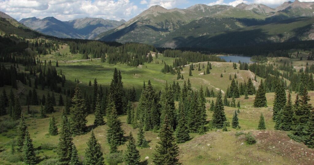 Mountain West meadow is losing insects at alarming rate