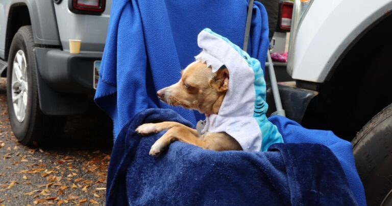 PHOTO GALLERY: Boo-Le-Bark