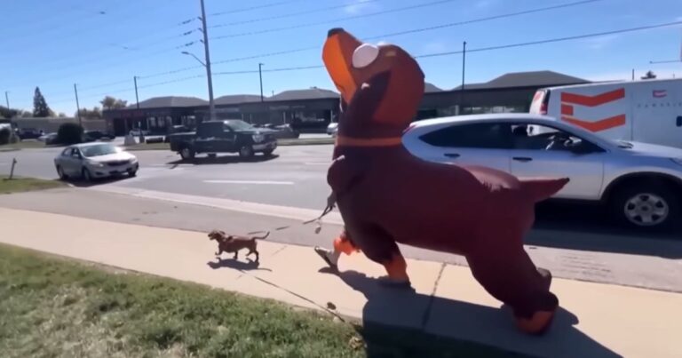 man dressed as dog canada