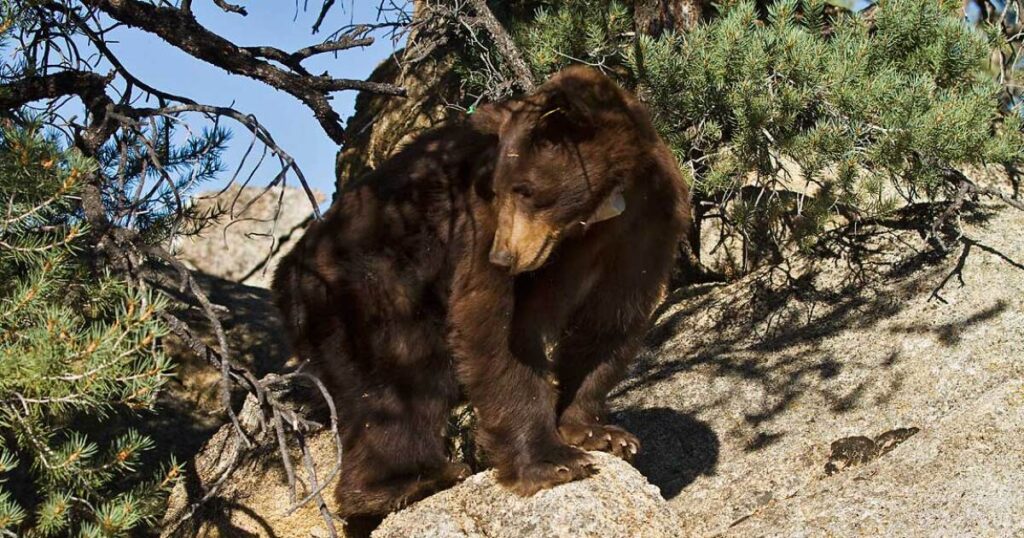 Late-spring frosts are pushing black bears in the Mountain West closer to humans, study finds