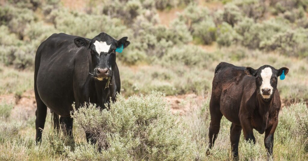 Western cities have some of the biggest ‘carbon hoofprints' in the U.S., study finds