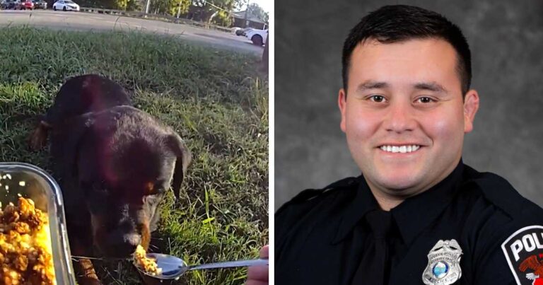 police officer feeding injured dog