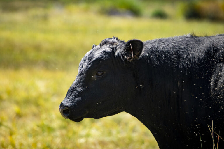 Some Montana farm advocates pushing COOL labeling legislation