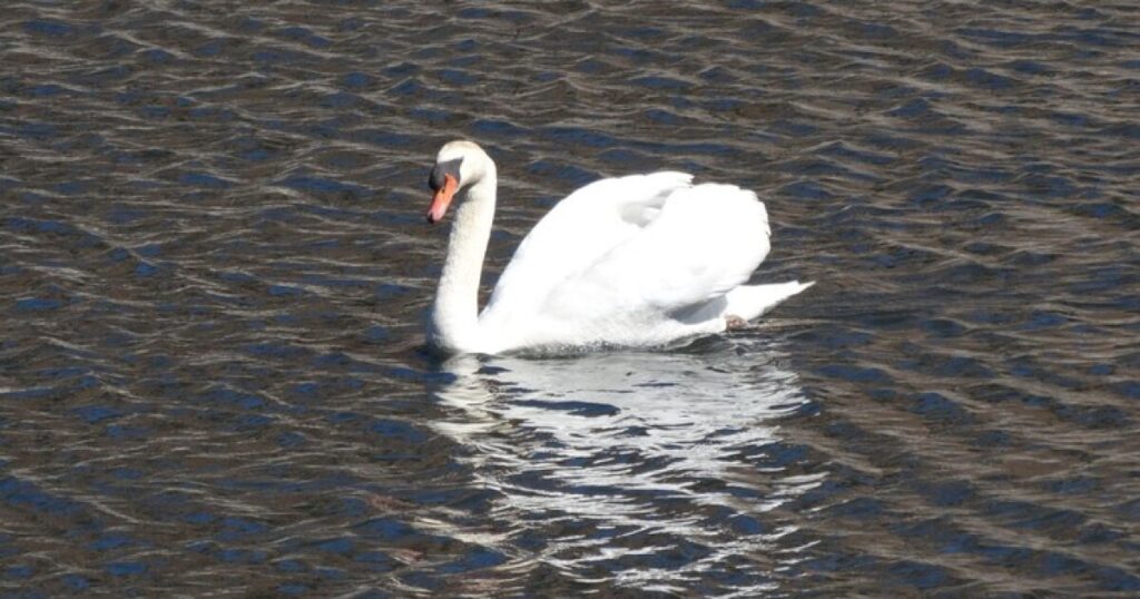 New pair of swans coming to UNR