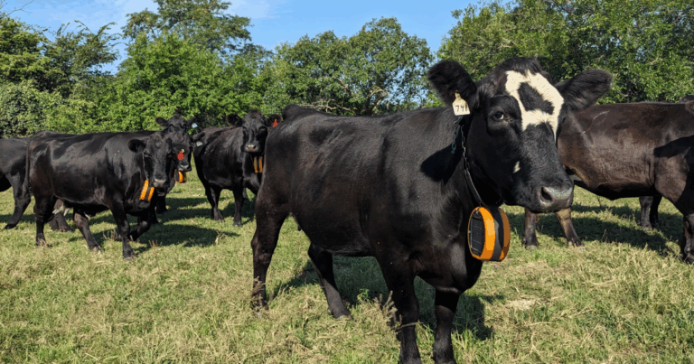 Ranchers are using ‘virtual fencing’ to move their cattle — and help save prairies