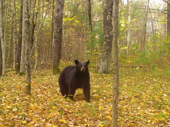 A black bear stands on a forest floor covered with fallen leaves, surrounded by trees with autumn foliage.