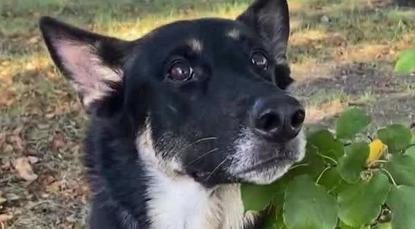 and#039;A Very Sweet Momentand#039;: Volunteer And His Search Dog Find Missing 2-Year-Old In The Woods