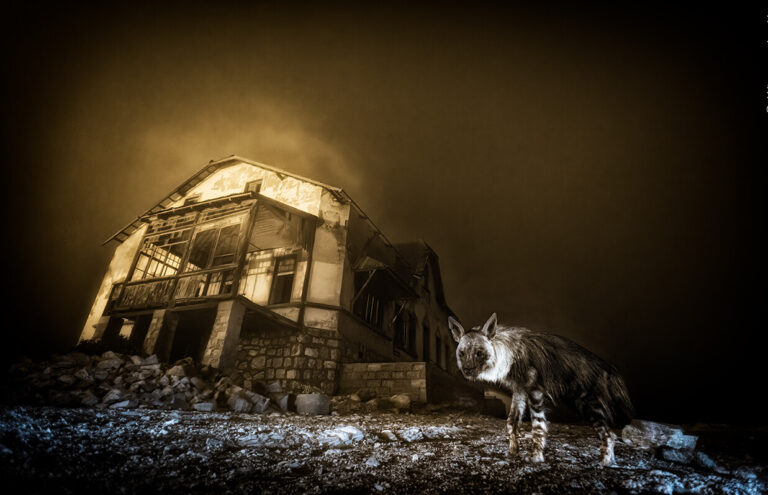 Wildlife Photographer of the Year 2025, the winning images