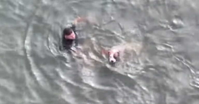 police officer saves drowning dog matt schmidt