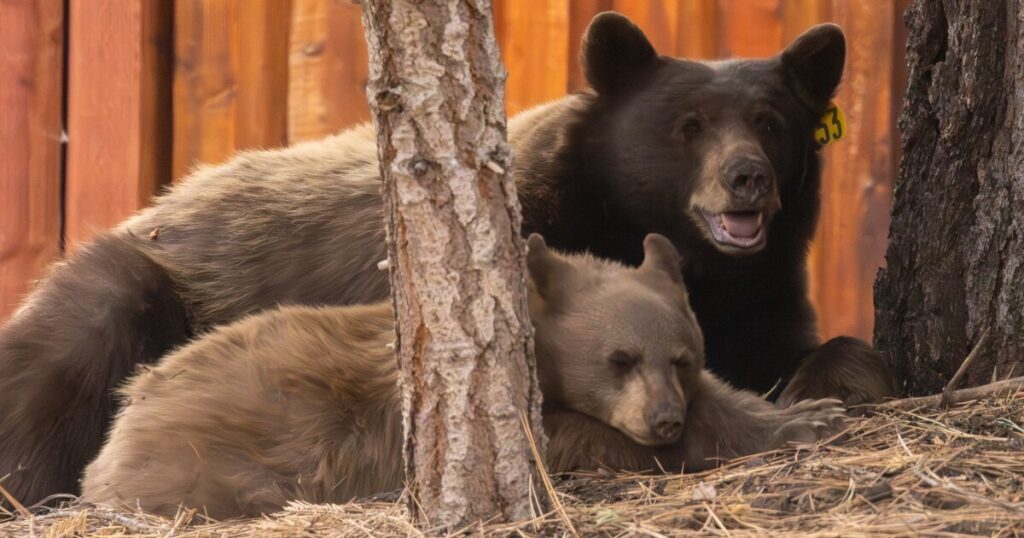 Kathi Zollinger of the BEAR League responds to a call from a neighbor in the Tahoe Keys neighborhood in South Lake Tahoe.