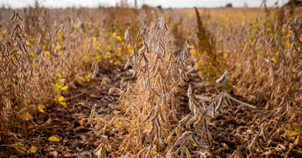 Some Midwest soybeans are headed to China. But farmers still need other buyers