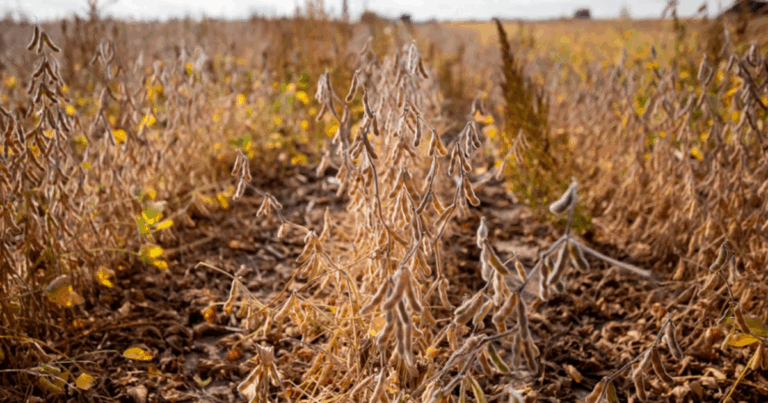 Some Midwest soybeans are headed to China. But farmers still need other buyers