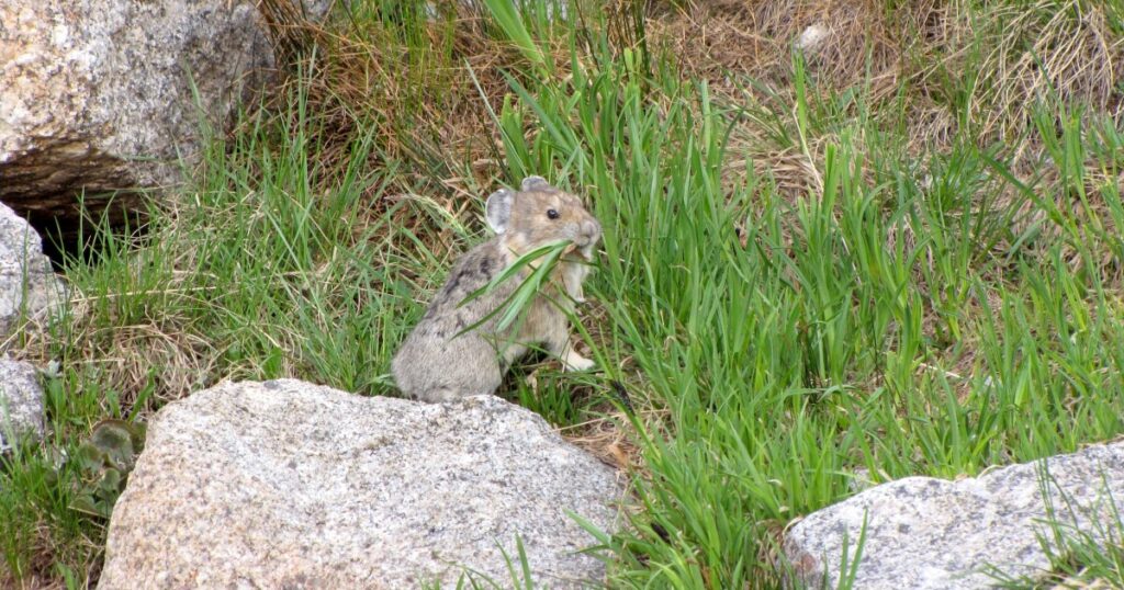 Study finds 50% drop in young American pikas in the Rockies as climate warms