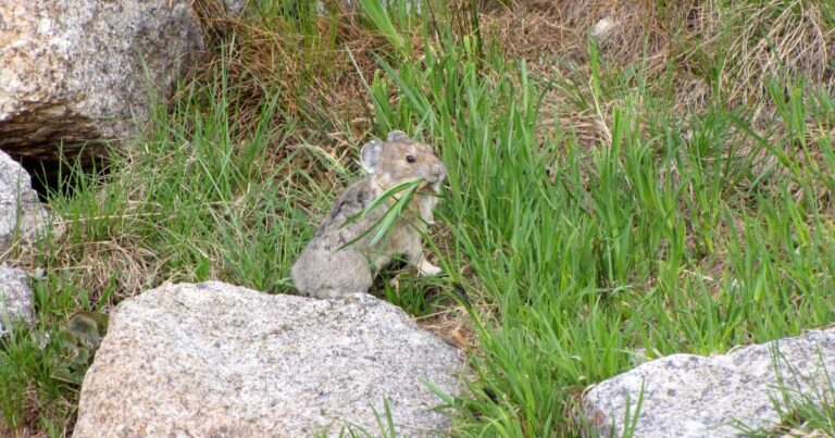 Study finds 50% drop in young American pikas in the Rockies as climate warms