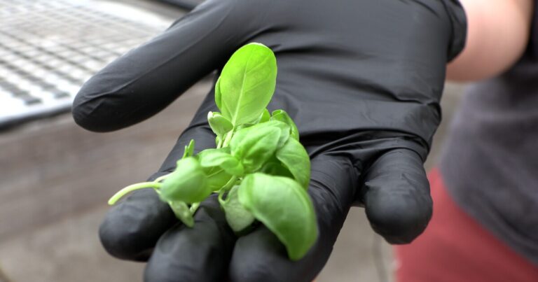Pocono Organics grows a variety of 15 different microgreens for fine dining restaurants, wholesalers and local restaurants.