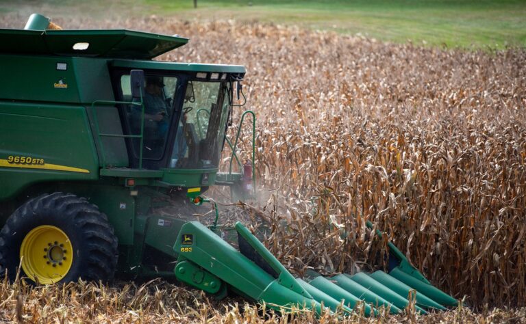 A green combine harvester cuts through a field of dry corn ready for harvest on a clear day.