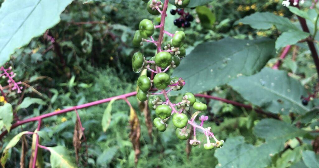 First-ever Firefly Trail photo contest accepting submissions