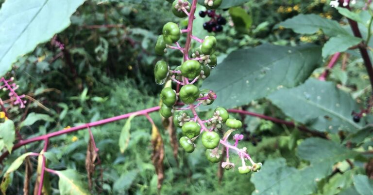 First-ever Firefly Trail photo contest accepting submissions