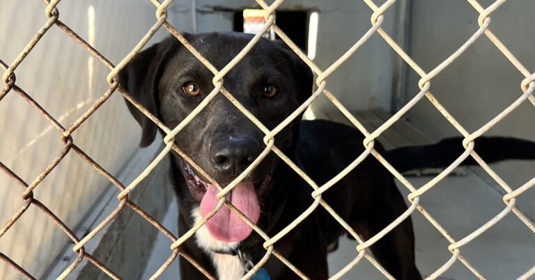 Make extra room for a four-legged companion this year for Thanksgiving