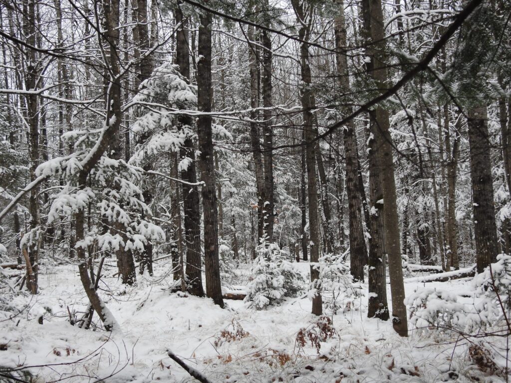 Snow-covered forest with bare and evergreen trees in winter, under cloudy sky. Thin layer of snow on ground and branches.