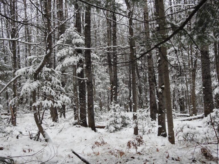 Snow-covered forest with bare and evergreen trees in winter, under cloudy sky. Thin layer of snow on ground and branches.