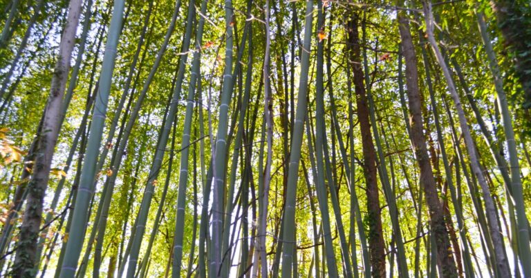 Bamboo in High Point