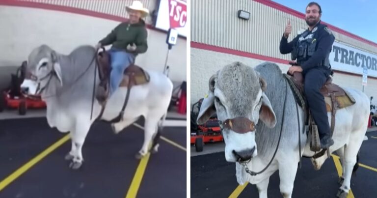 officer finding cowboy riding bull