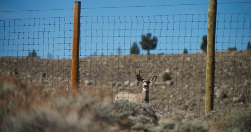 As nights grow longer, wildlife crashes spike across the Mountain West — but solutions are helping
