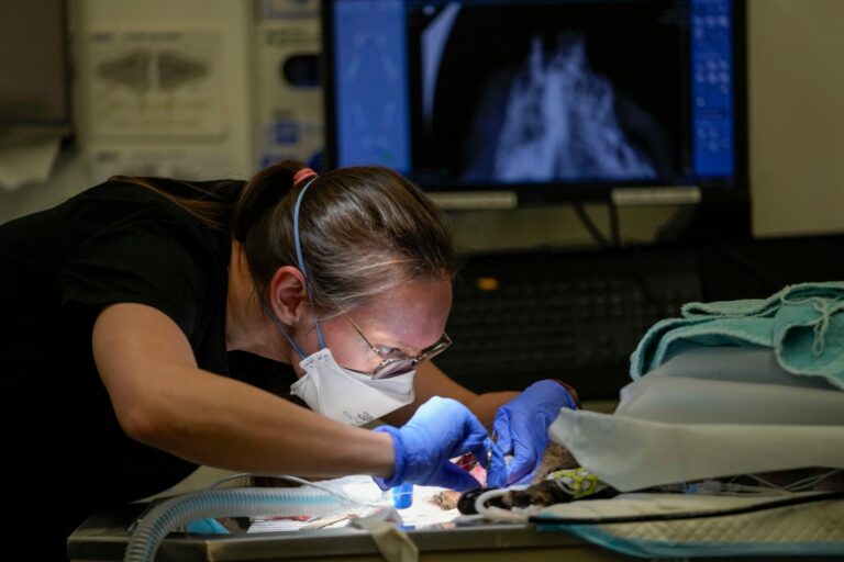 A veterinarian performs oral surgery on a cat.