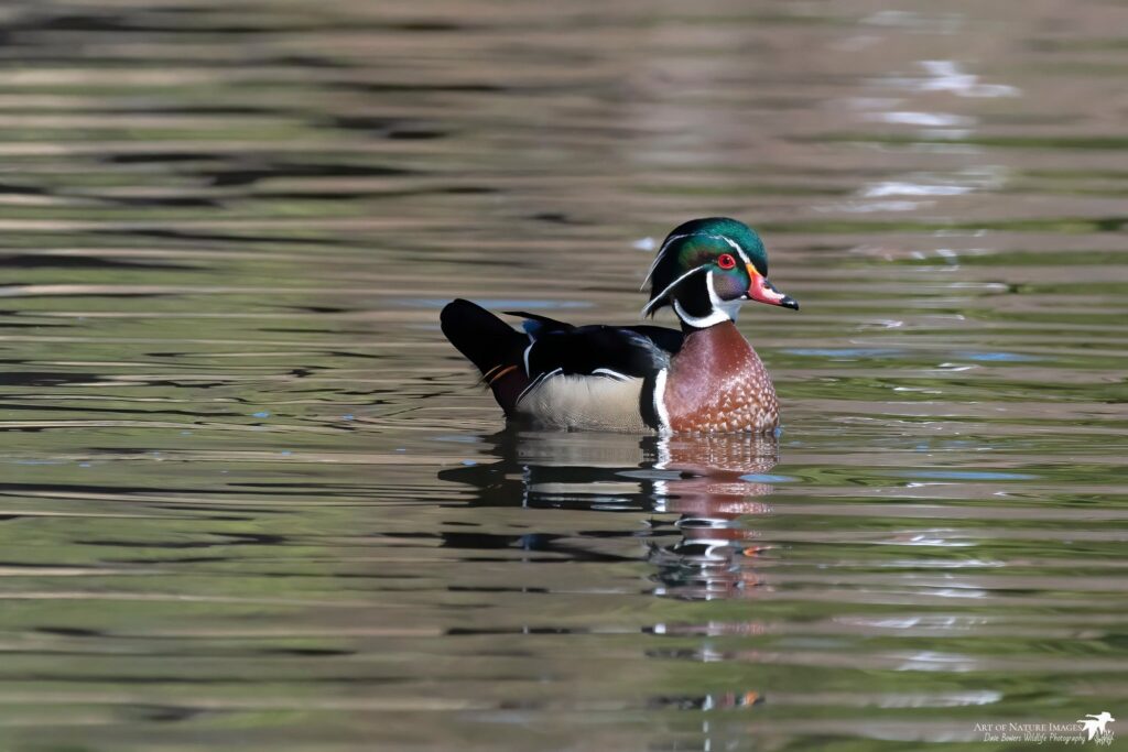 A duck floating in water