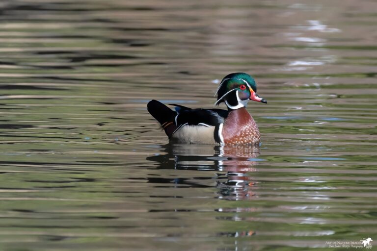 A duck floating in water