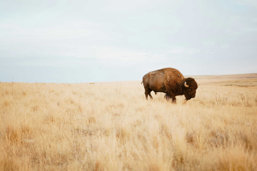 How bison ‘reawakened’ the world’s oldest national park