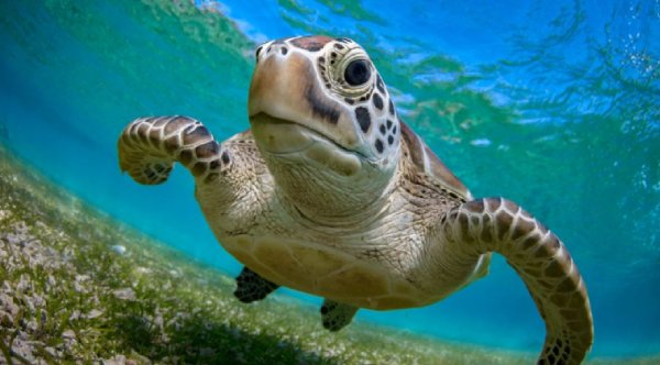 Green Sea Turtles Make A Comeback — No Longer Endangered!