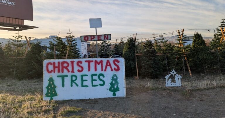 What to consider when looking for a Christmas Tree