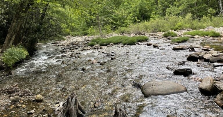 Preventing the next flood in Clyde — with native plants