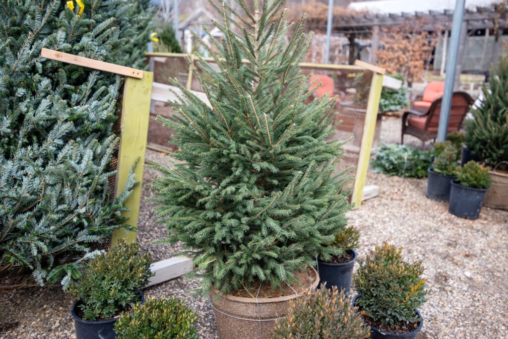 A potted evergreen tree surrounded by smaller potted shrubs in an outdoor garden center setting.